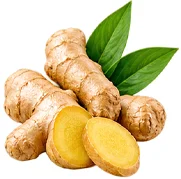 {{OFFER_NAME}} — Ingwer-Extrakt 1% Gingerole (Zingiber officinale)
